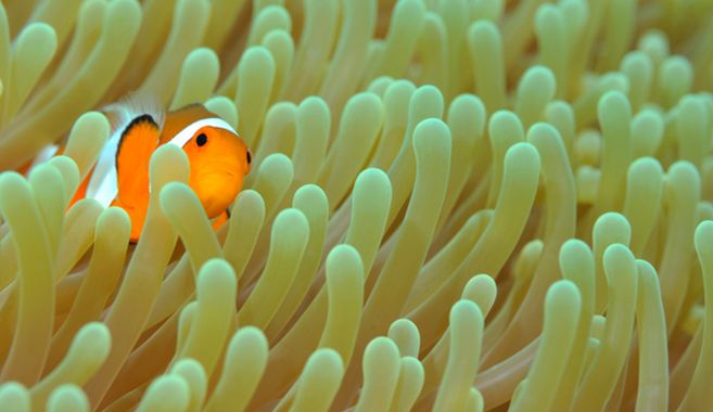 カクレクマノミ