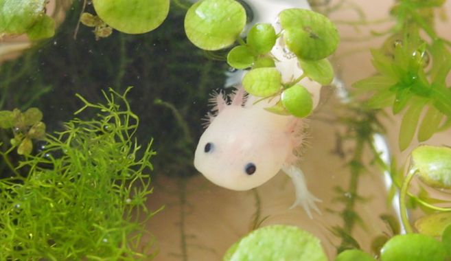 ウーパールーパーの赤ちゃん