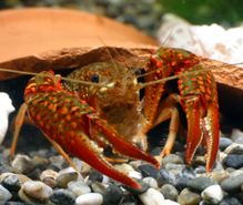 ザリガニ飼育の趣味