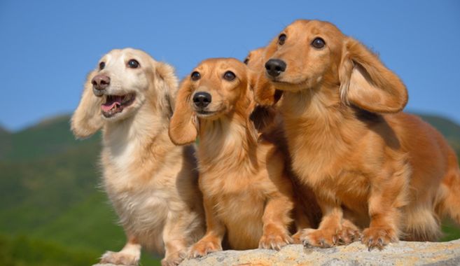 犬との生活