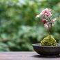 苔栽培・観賞の趣味