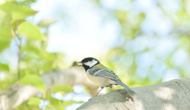 バードウォッチングに出かけよう