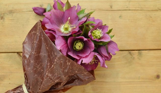 クリスマスローズ