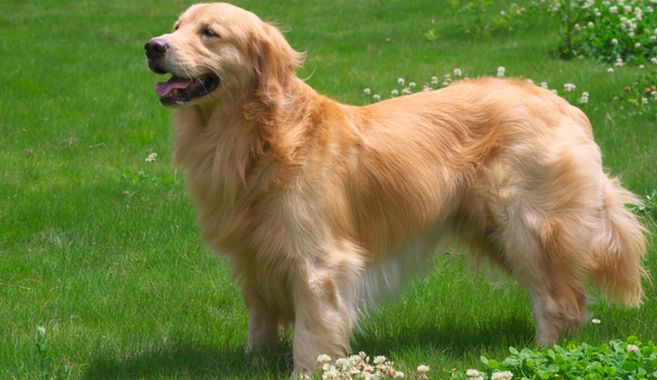 ゴールデンレトリバー