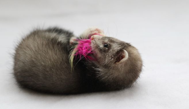 フェレット飼育