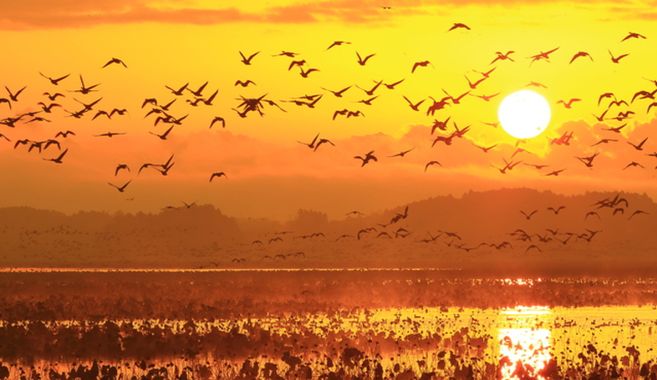 バードウォッチングまとめ