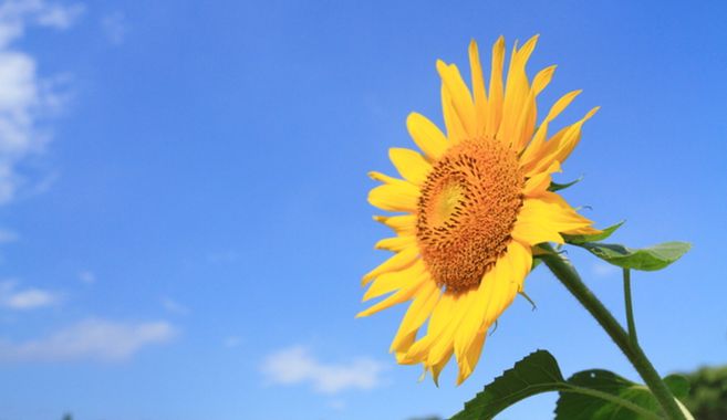 向日葵