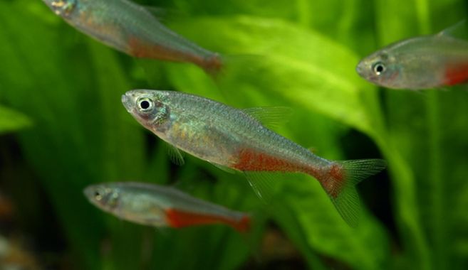 熱帯魚のはじめかた