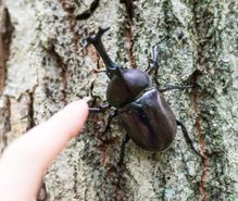 昆虫採集の趣味