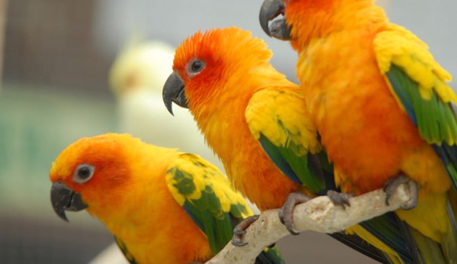 コガネメキシコインコ