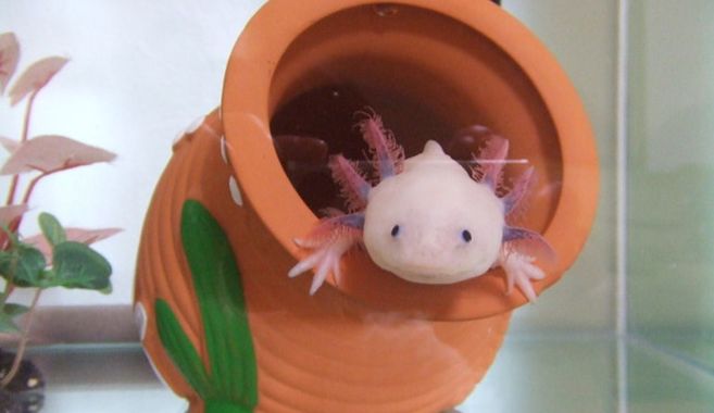 ウーパールーパーの特徴