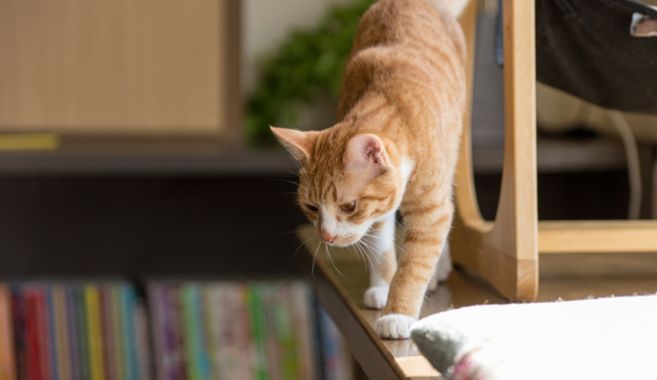 猫カフェ