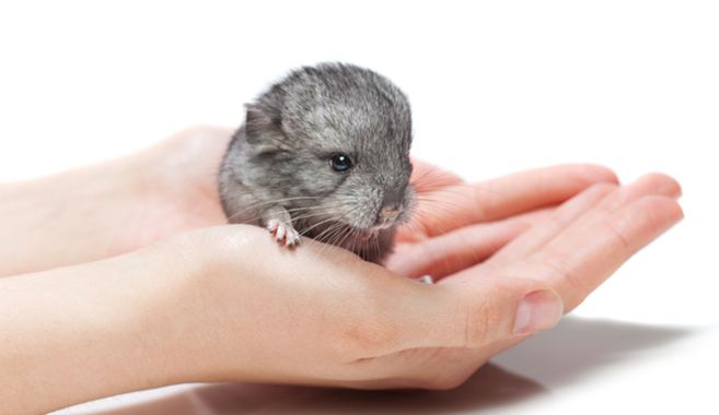 手の上のチンチラ