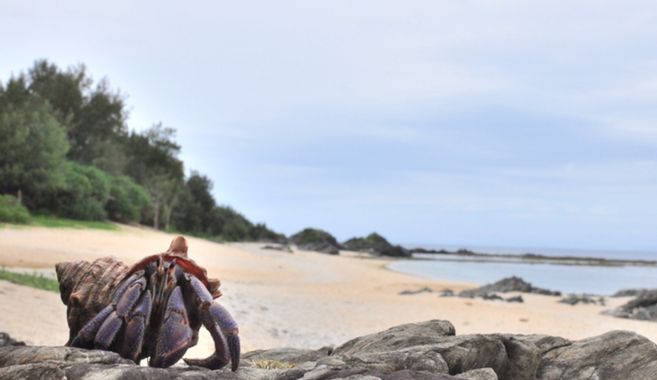 オカヤドカリまとめ