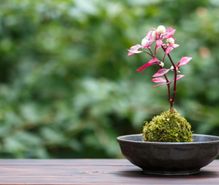 苔栽培・観賞の趣味