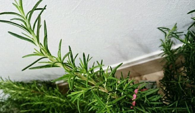 ハーブを楽しもう