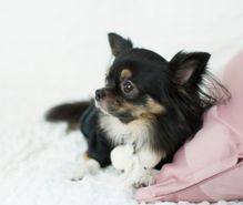 犬飼育の趣味