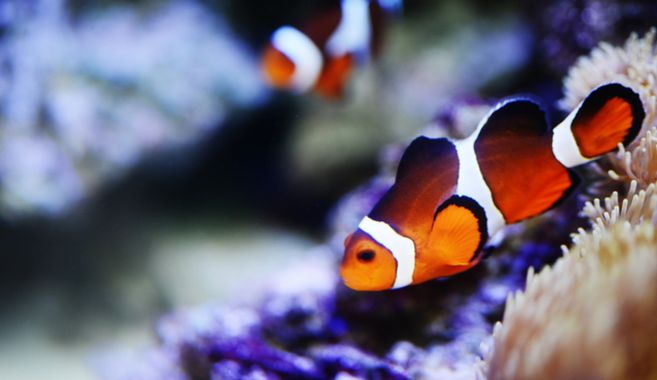 熱帯魚飼育