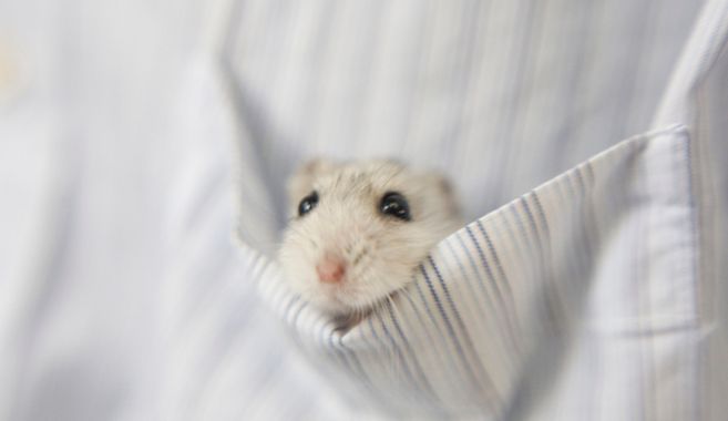 ハムスター