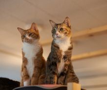 猫カフェの趣味