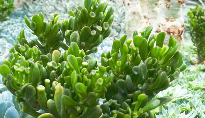 多肉植物を育てよう