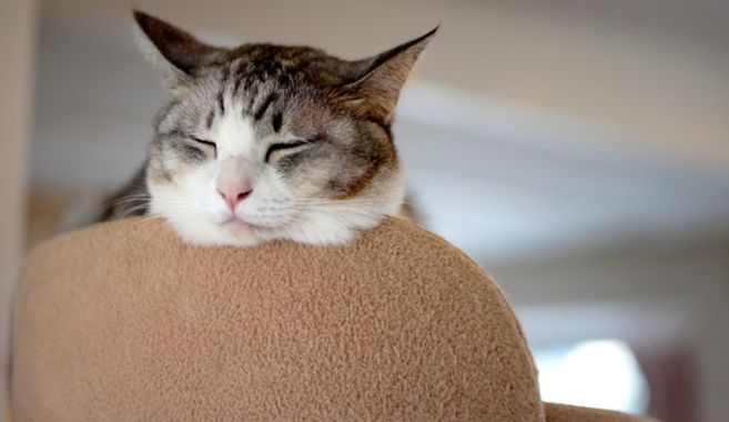 猫カフェ