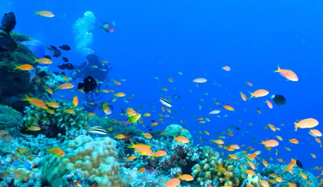 ハナダイの群れ