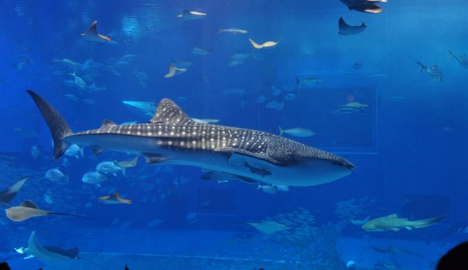 水族館に行ってみよう