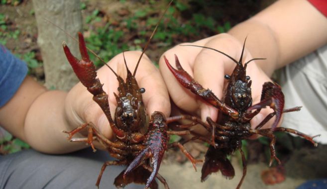 ザリガニを手に入れよう