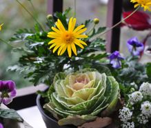 寄せ植えの趣味