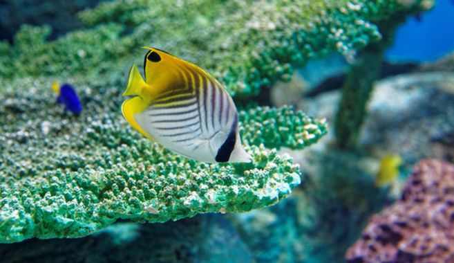 熱帯魚飼育をはじめませんか？