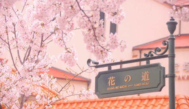 花の道