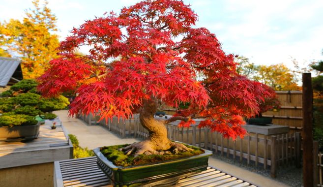 もみじ盆栽
