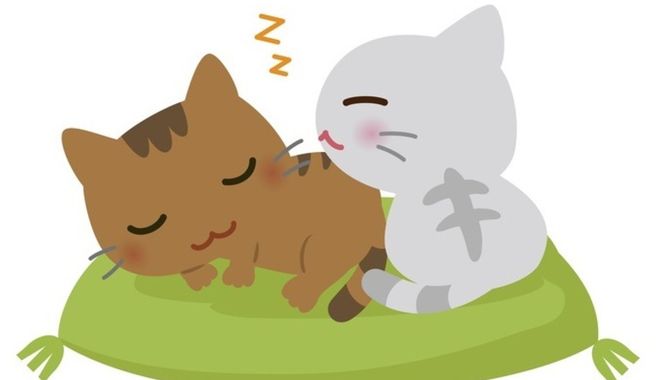 猫は心に寄り添ってくれる家族