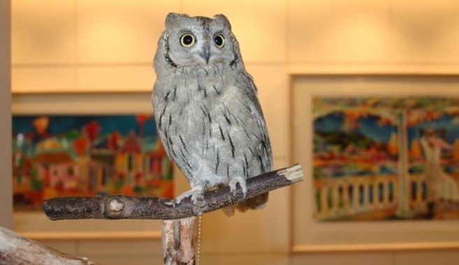 フクロウカフェ