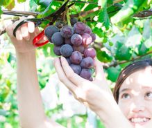 ぶどう狩りの趣味