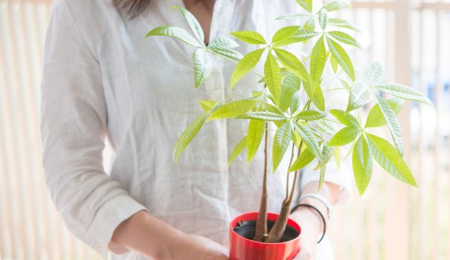 観葉植物を育てる