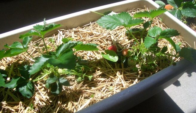 イチゴ家庭菜園