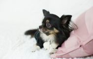 犬飼育の趣味