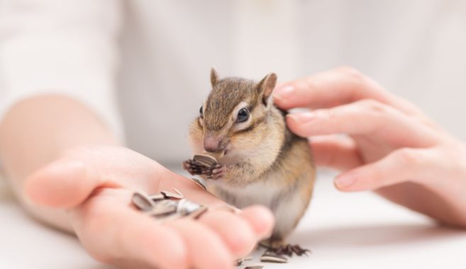 シマリス