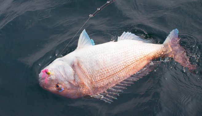 磯釣り