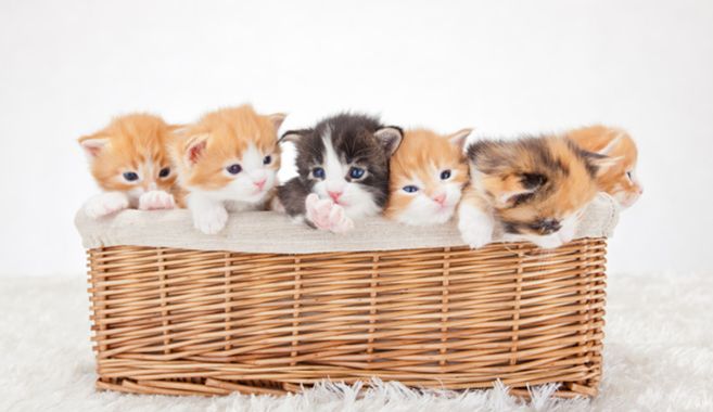 子猫たち