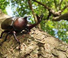 昆虫飼育の趣味