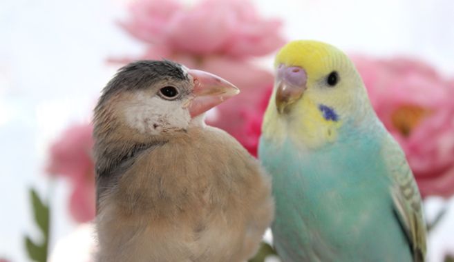 小鳥飼育