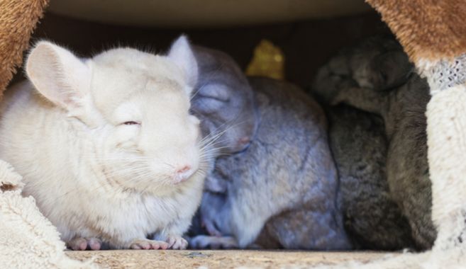チンチラを飼ってみよう