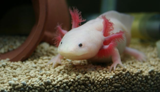 ウーパールーパー