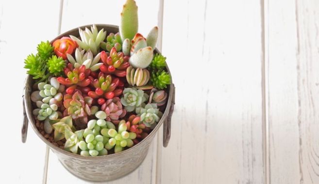 多肉植物まとめ