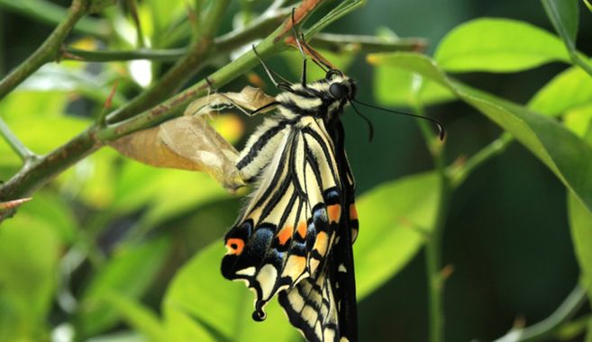 アゲハチョウの羽化