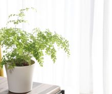 シダ植物観賞の趣味