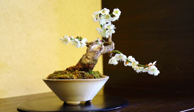 梅盆栽